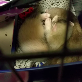 耳ダニ対策①の画像