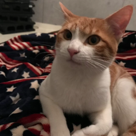 おひさしブリーフの画像