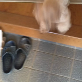 ココちゃんのお出迎えの画像