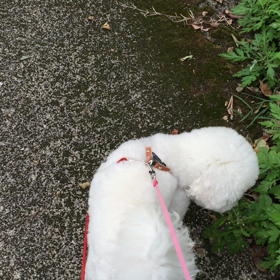 10月5日  散歩の画像