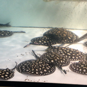 いっぱいの画像