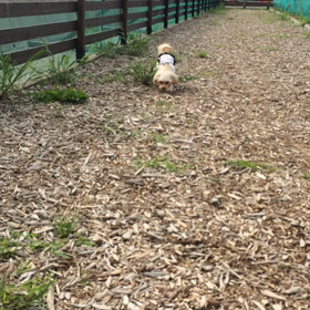 ドッグラン行ってきたよの画像