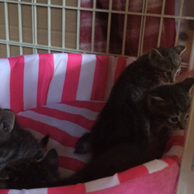 子猫の癒しの画像