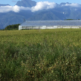 八ヶ岳南麓大泉今日の田んぼの画像