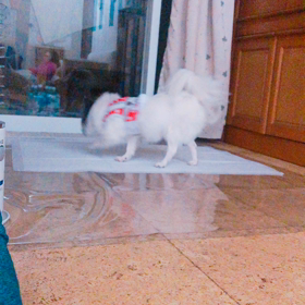 カーロ、変なしっこの仕方の画像