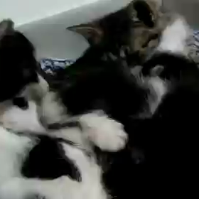 動画が投稿できると聞いての画像