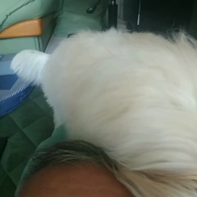 犬に頭を舐められる事についての画像