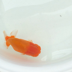 らんちゅう水換えの画像