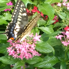 蝶々の画像