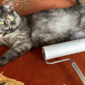 コロコロ、どうぞな猫の画像
