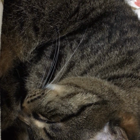 アンニュイ・・・⁉️の画像