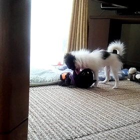 暴れん坊の画像