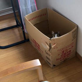 コロナのおかげで夫婦喧嘩。捨てたいけど捨てれない大物。の画像