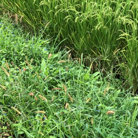 ワクチン接種①２日目の画像