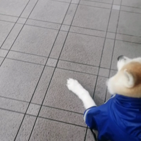 また雨☔憂鬱だなあ‼️ただでさえヤル気なしの未来丸。雨宿り連発。天気予報によると三日連続☔雨の画像