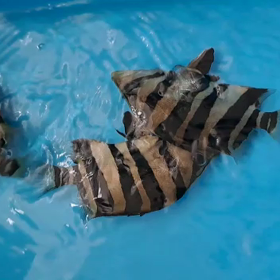 スマトラタイガー大量輸入！！の画像