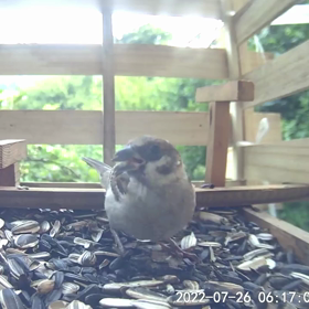 すぎぴたんの事件簿シーズン2　344話（スズメのお食事）の画像