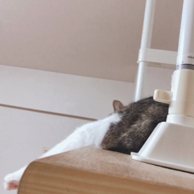 免許返納と免許証の更新、赤ずきんちゃん保護猫デール。の画像