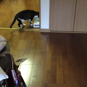 みぃたんが起きた〜の画像