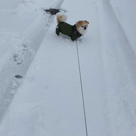 バテちゃったの画像