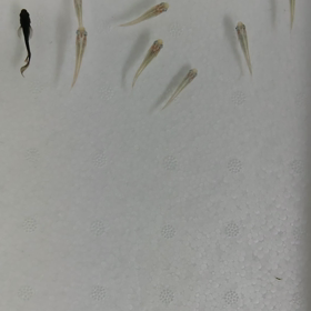 メダカすくいの画像