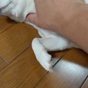 チワワのマッサージの画像