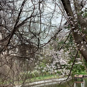 ウグイスの声の画像