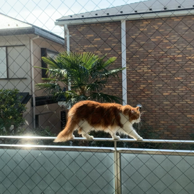 猫用のハーネスってどうなんだろう。。の画像