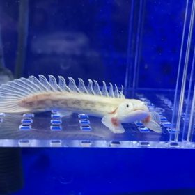 激レア！プラチナアンソルギー！の画像