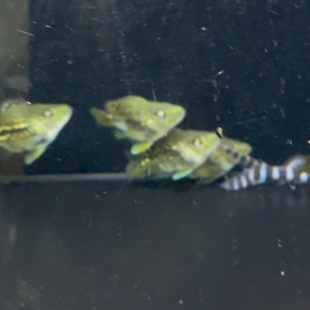 Peacock Bass！！！完売御礼の画像