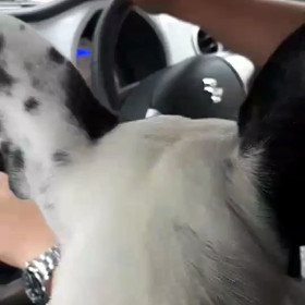 嫌いですの画像