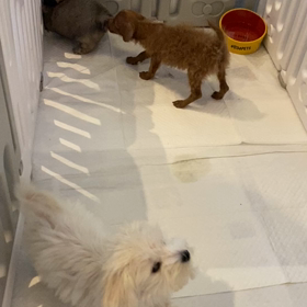 犬社会の画像