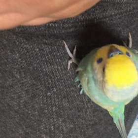 何でだろうの画像