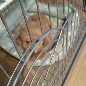 【朝のお決まりのコースだよ！】の画像