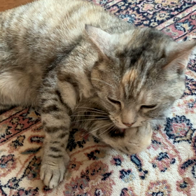 念入りにお手入れの画像