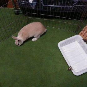 今日の小梅ちゃんの画像