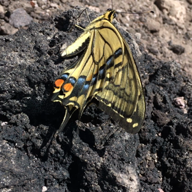 登山への熱の画像