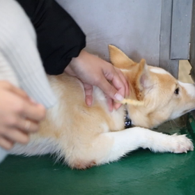里親募集野犬子犬兄弟の画像
