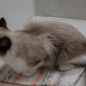 ピアス  の穴の画像