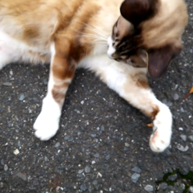 今日はサラダ記念日の画像