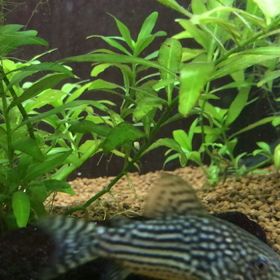 ミッキーマウスプラティの画像