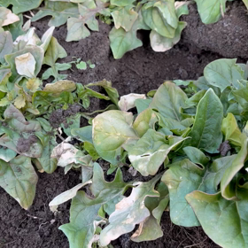 ほうれん草の画像