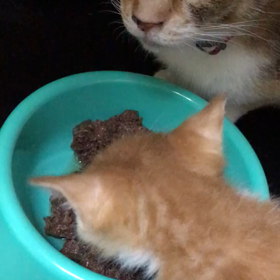 華音のチビもそれそろ離乳かなの画像