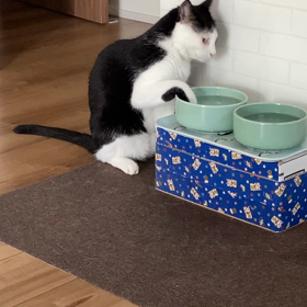 ダンボールの画像