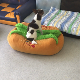 ♪プレイルーム動画♪の画像