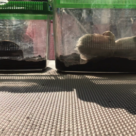 132日目 日向ぼっこの画像