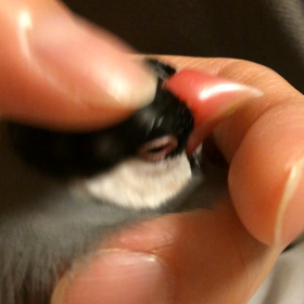 桜文鳥ぽんたんの画像