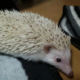 ♯ヤドカリならぬヤドハリ？♯の画像