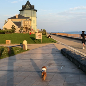 舞子お散歩の動画の画像