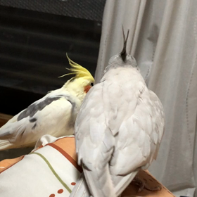 オカメインコのオス同士♪の画像